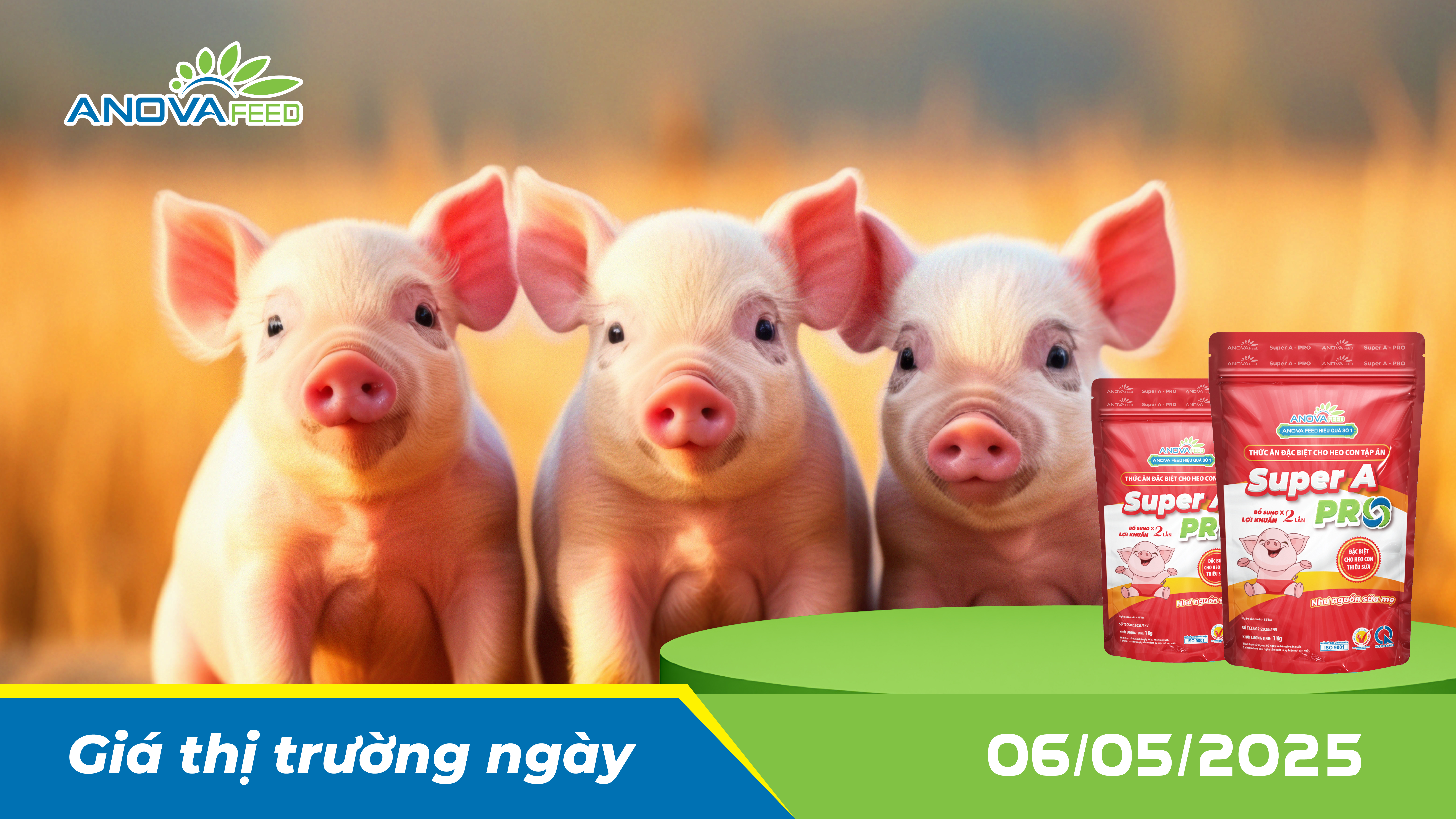 ANOVA FEED - GIÁ HEO THỊT NGÀY 06/05, THỊ TRƯỜNG ĐI NGANG!