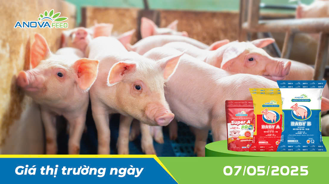 ANOVA FEED - GIÁ HEO THỊT NGÀY 07/05, TIẾP CHIỀU GIẢM TẠI MIỀN TRUNG VÀ MIỀN NAM.