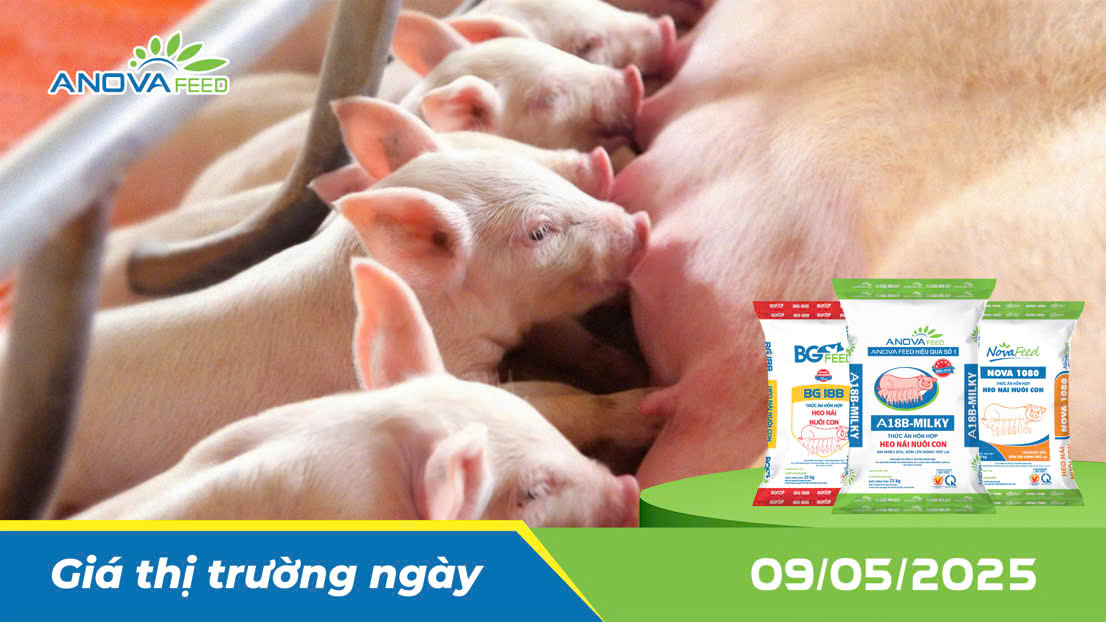 ANOVA FEED - GIÁ HEO THỊT NGÀY 09/05, GIÁ ĐI NGANG TOÀN QUỐC