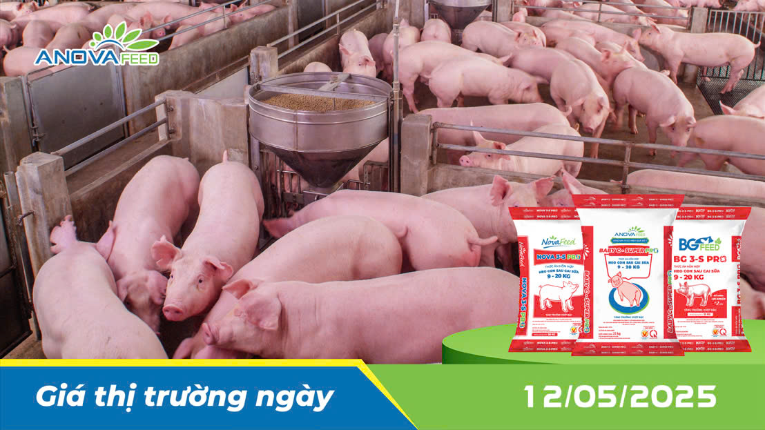 ANOVA FEED - GIÁ HEO THỊT NGÀY 12/05, THỊ TRƯỜNG TĂNG TRỞ LẠI