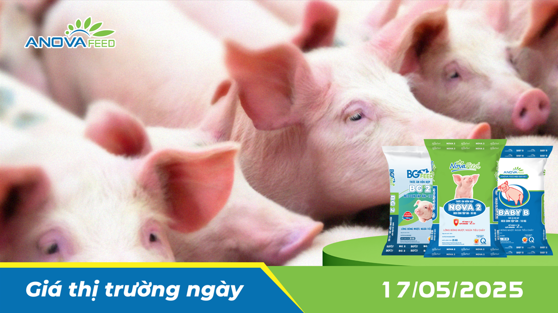 ANOVA FEED - GIÁ HEO THỊT NGÀY 17/05, DUY TRÌ ỔN ĐỊNH