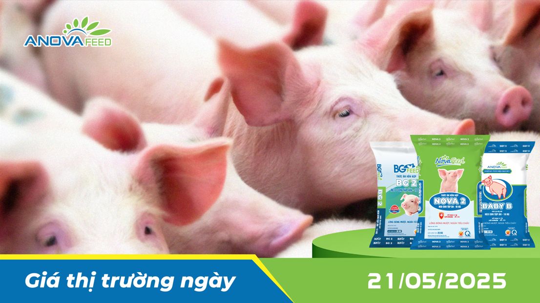 ANOVA FEED - GIÁ HEO THỊT NGÀY 21/05, GIỮ GIÁ KHÔNG ĐỔI