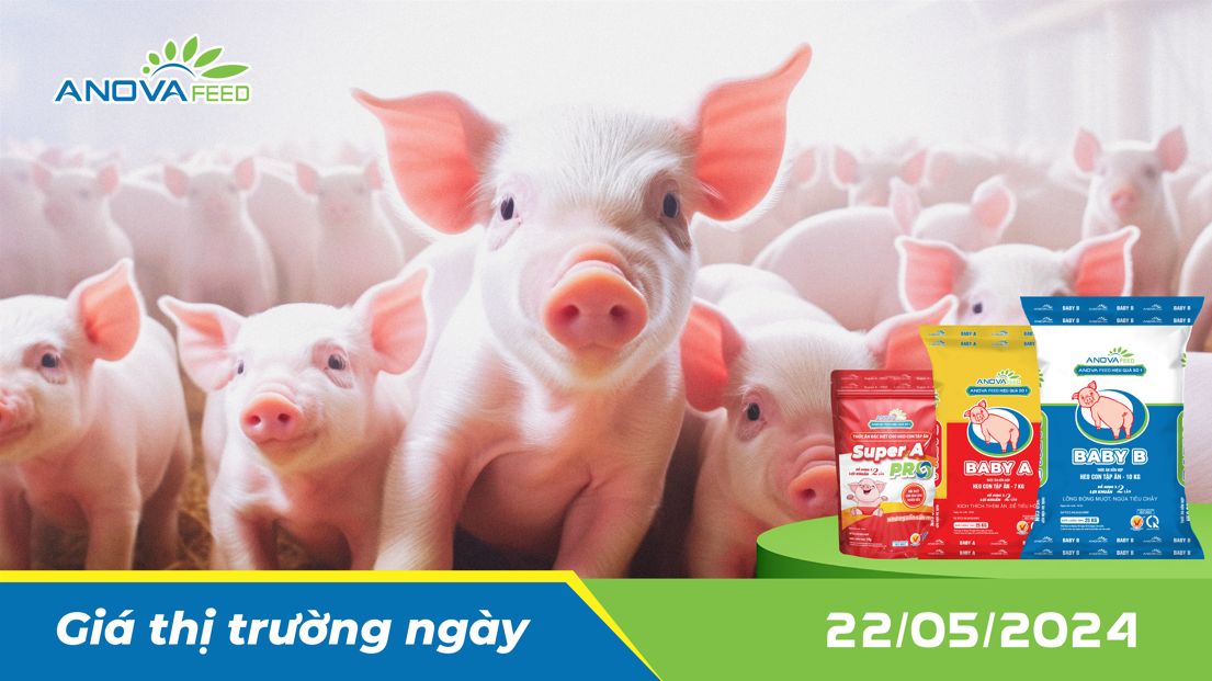ANOVA FEED - GIÁ HEO THỊT NGÀY 22/05, THỊ TRƯỜNG ỔN ĐỊNH