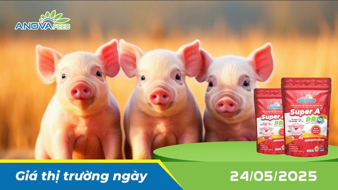 ANOVA FEED - GIÁ HEO THỊT NGÀY 24/05, GIỮ GIÁ TỐT