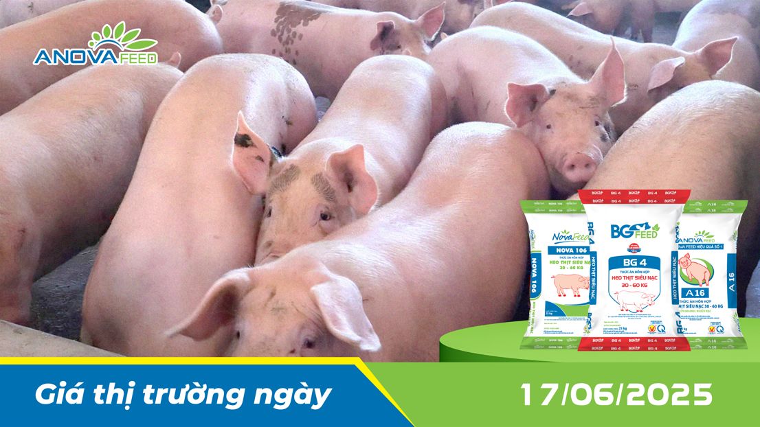 ANOVA FEED - GIÁ HEO THỊT NGÀY 17/06, TIẾP TỤC GIẢM