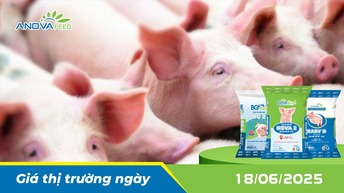 ANOVA FEED - GIÁ HEO THỊT NGÀY 18/06, TOÀN QUỐC ĐI NGANG