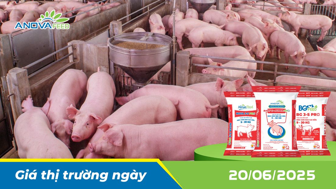 ANOVA FEED - GIÁ HEO THỊT NGÀY 20/06, THỊ TRƯỜNG GIỮ GIÁ