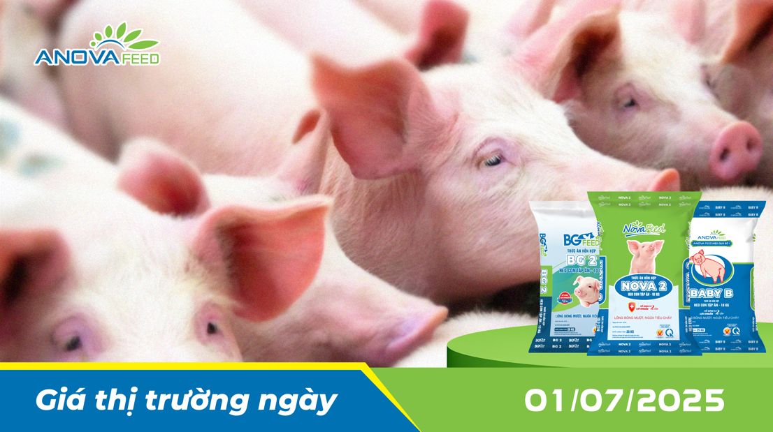 ANOVA FEED - GIÁ HEO THỊT NGÀY 01/07, TIẾP TỤC GIẢM
