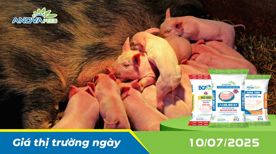 ANOVA FEED - GIÁ HEO THỊT NGÀY 10/07, GIẢM Ở ÍT TỈNH
