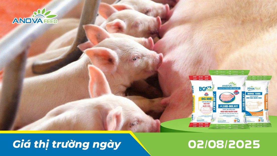 ANOVA FEED - GIÁ HEO THỊT NGÀY 02/08, TIẾP TỤC TĂNG