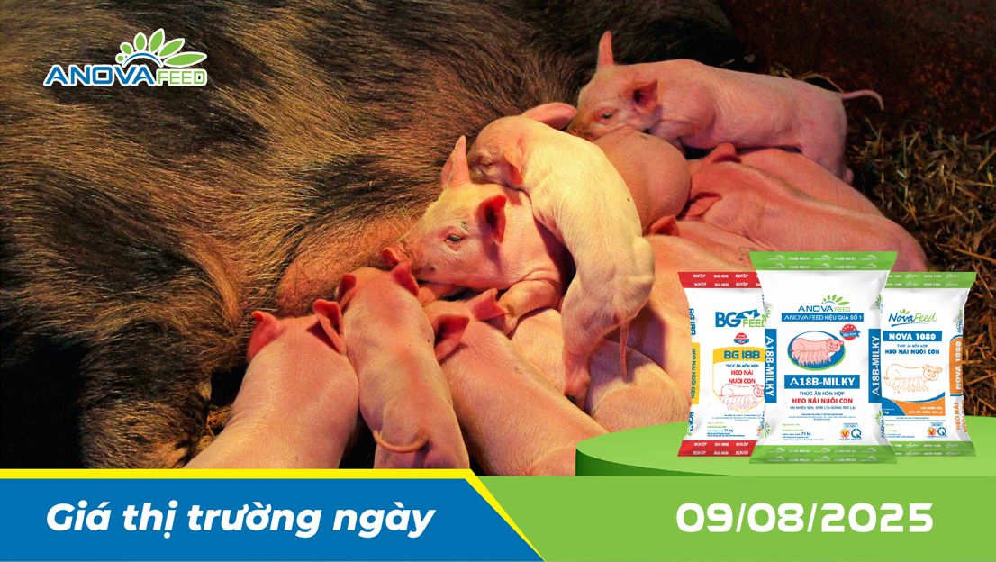 ANOVA FEED - GIÁ HEO THỊT NGÀY 09/08, TĂNG GIẢM TRÁI CHIỀU