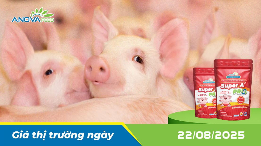 ANOVA FEED - GIÁ HEO THỊT NGÀY 22/08, TIẾP CHIỀU GIẢM