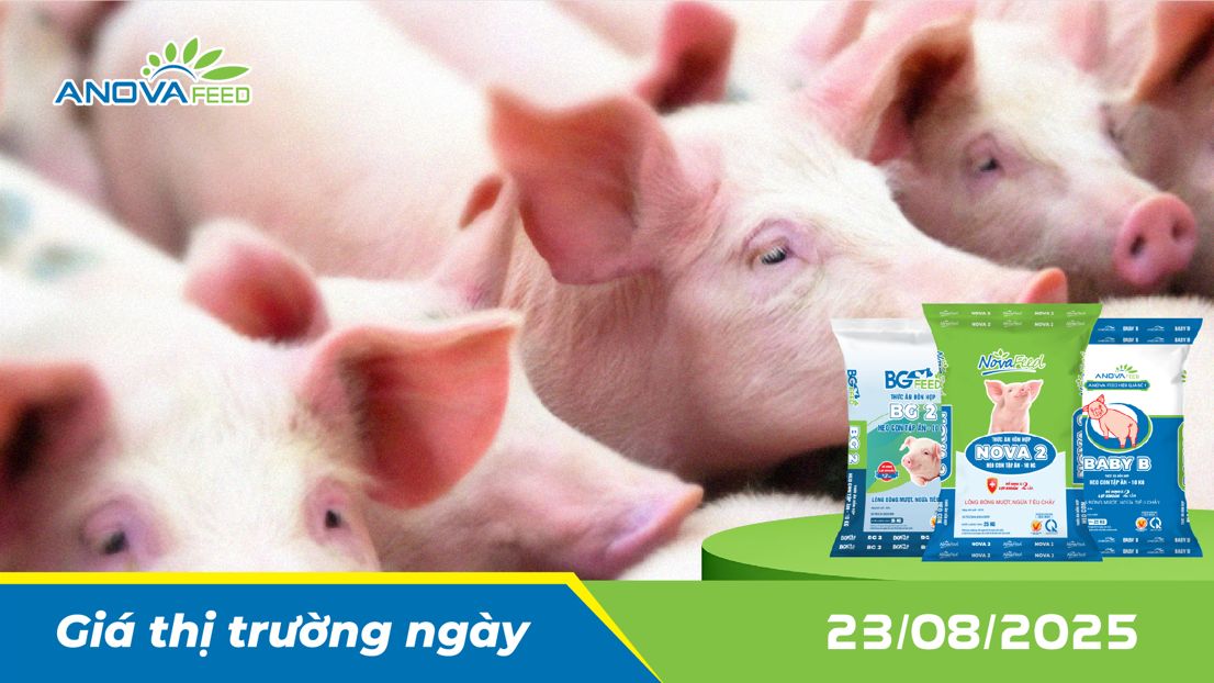 ANOVA FEED - GIÁ HEO THỊT NGÀY 23/08, GIẢM NHẸ VÀI NƠI