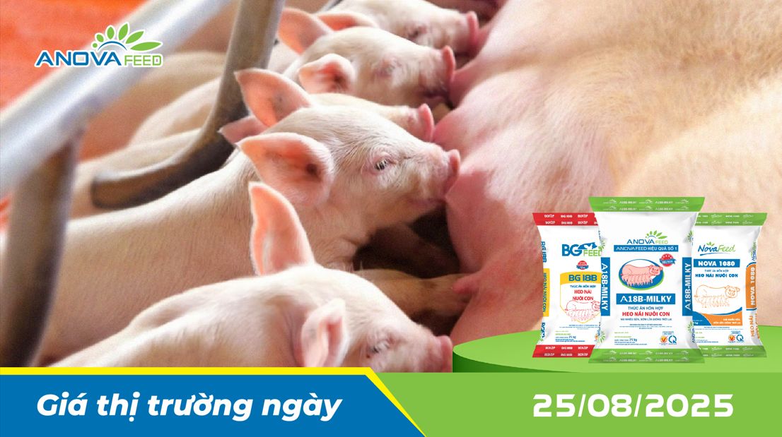 ANOVA FEED - GIÁ HEO THỊT NGÀY 25/08, TIẾP TỤC GIẢM