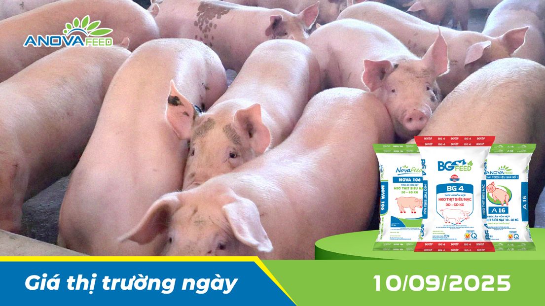 ANOVA FEED - GIÁ HEO THỊT NGÀY 10/09, THỊ TRƯỜNG ĐI NGANG