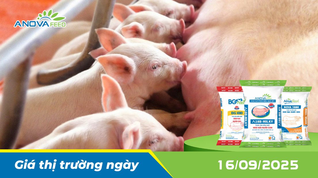 ANOVA FEED - GIÁ HEO THỊT NGÀY 16/09, TIẾP ĐÀ GIẢM