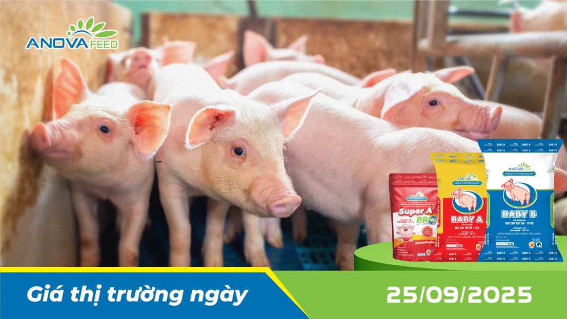 ANOVA FEED - GIÁ HEO THỊT NGÀY 25/09, THỊ TRƯỜNG TIẾP ĐÀ GIẢM