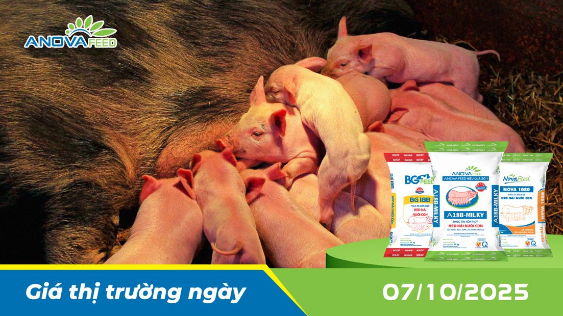 ANOVA FEED - GIÁ HEO THỊT NGÀY 07/10, TIẾP ĐÀ HẠ NHẸ