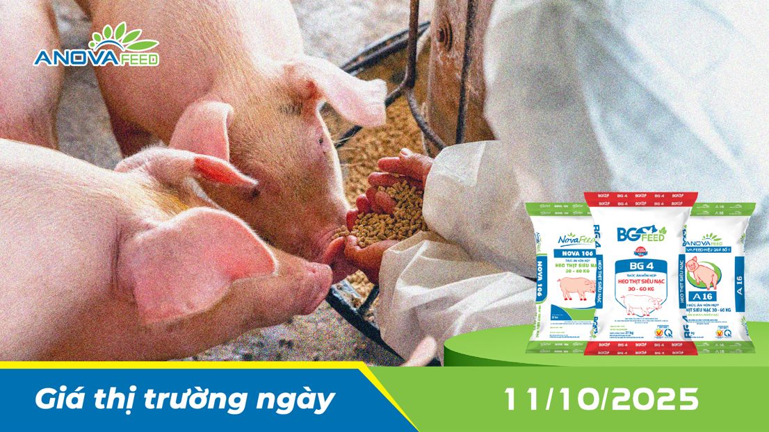 ANOVA FEED - GIÁ HEO THỊT NGÀY 11/10, GIỮ GIÁ ĐI NGANG