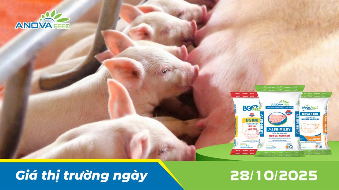 ANOVA FEED - GIÁ HEO THỊT NGÀY 28/10, THỊ TRƯỜNG GIẢM