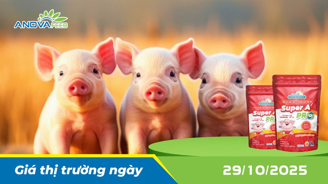 ANOVA FEED - GIÁ HEO THỊT NGÀY 29/10, MIỀN TRUNG GIẢM