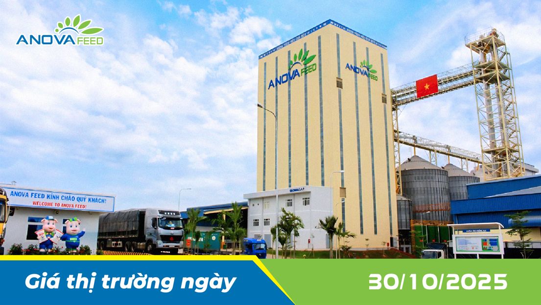 ANOVA FEED - GIÁ HEO THỊT NGÀY 30/10, MIỀN BẮC GIẢM NHẸ