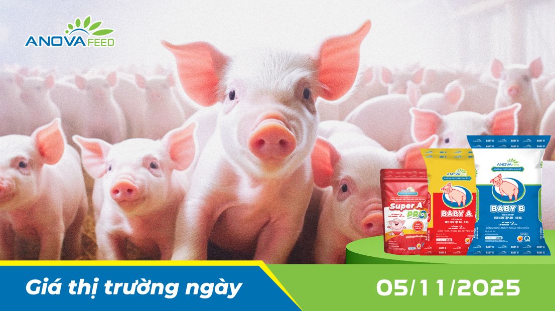 ANOVA FEED - GIÁ HEO THỊT NGÀY 05/11, THỊ TRƯỜNG GIẢM NHANH
