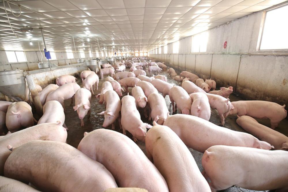 Công điện khẩn: Ngăn chăn nguy cơ xâm nhiễm bệnh Dịch tả lợn Châu Phi vào Việt Nam