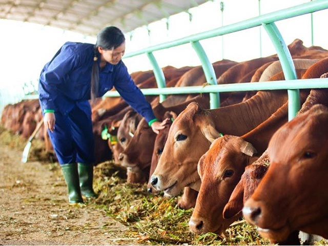 Kỹ thuật chăn nuôi bò